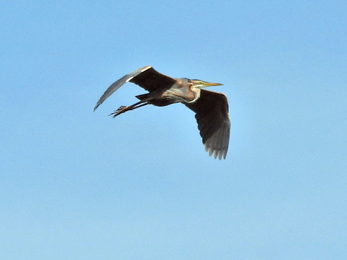 Purple Heron