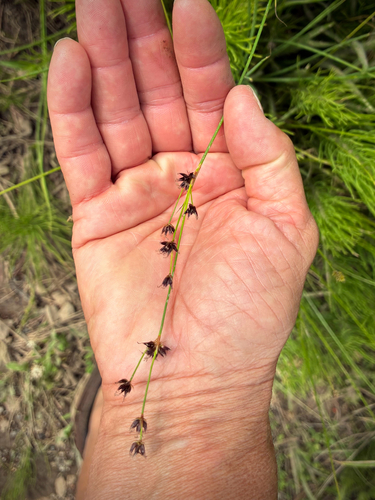 iNaturalist observation photo of Rushes