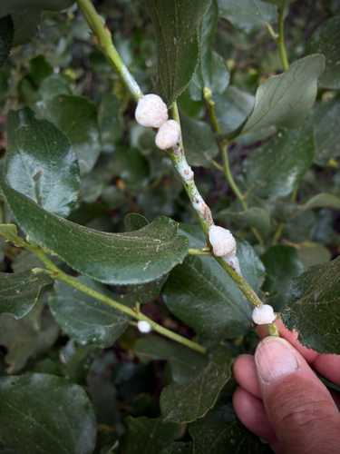 iNaturalist observation photo of True Spittlebugs