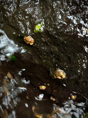 iNaturalist observation photo of Caddisflies