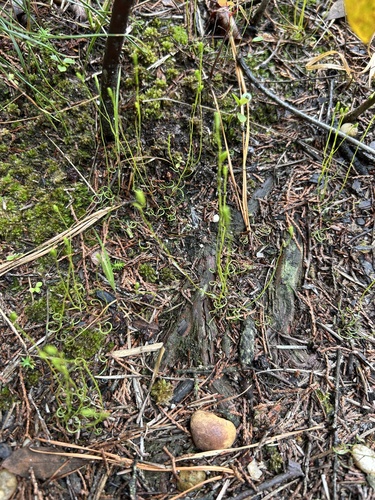 Schizaea pusilla, photograph 2