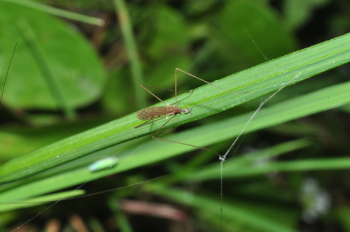 Rhipidia domestica