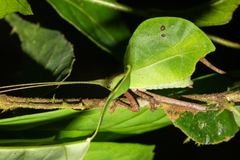 Typophyllum mortuifolium