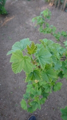 Ribes rubrum