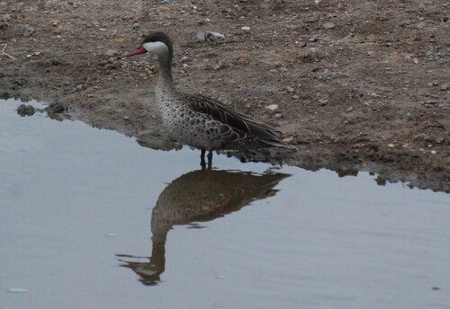 iNaturalist image