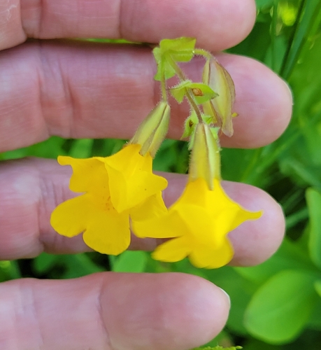iNaturalist observation photo of seep monkeyflower