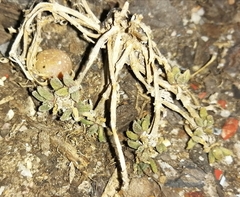 Mesembryanthemoideae