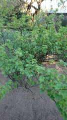 Ribes rubrum