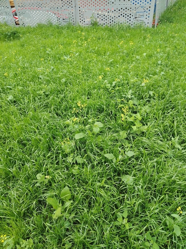 Наблюдение на iNaturalist
