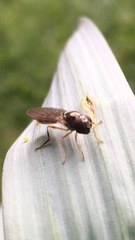 Syrphinae