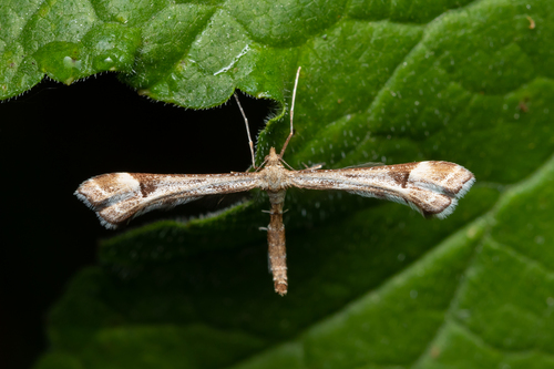 Golden-rod Plume