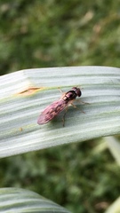 Syrphinae