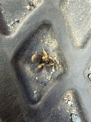 Wilke's Mining Bee