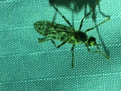 Boreothrinax maculipennis