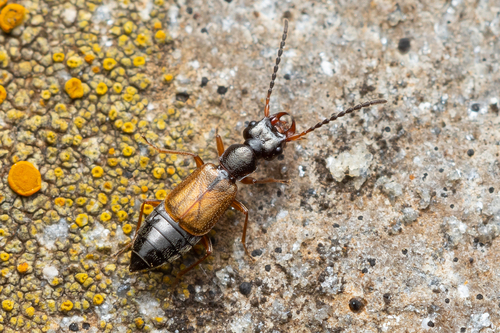 Anthophagus alpinus
