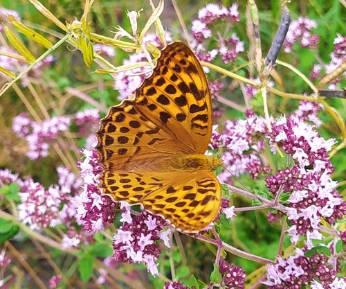 Silver-washed Fritillary