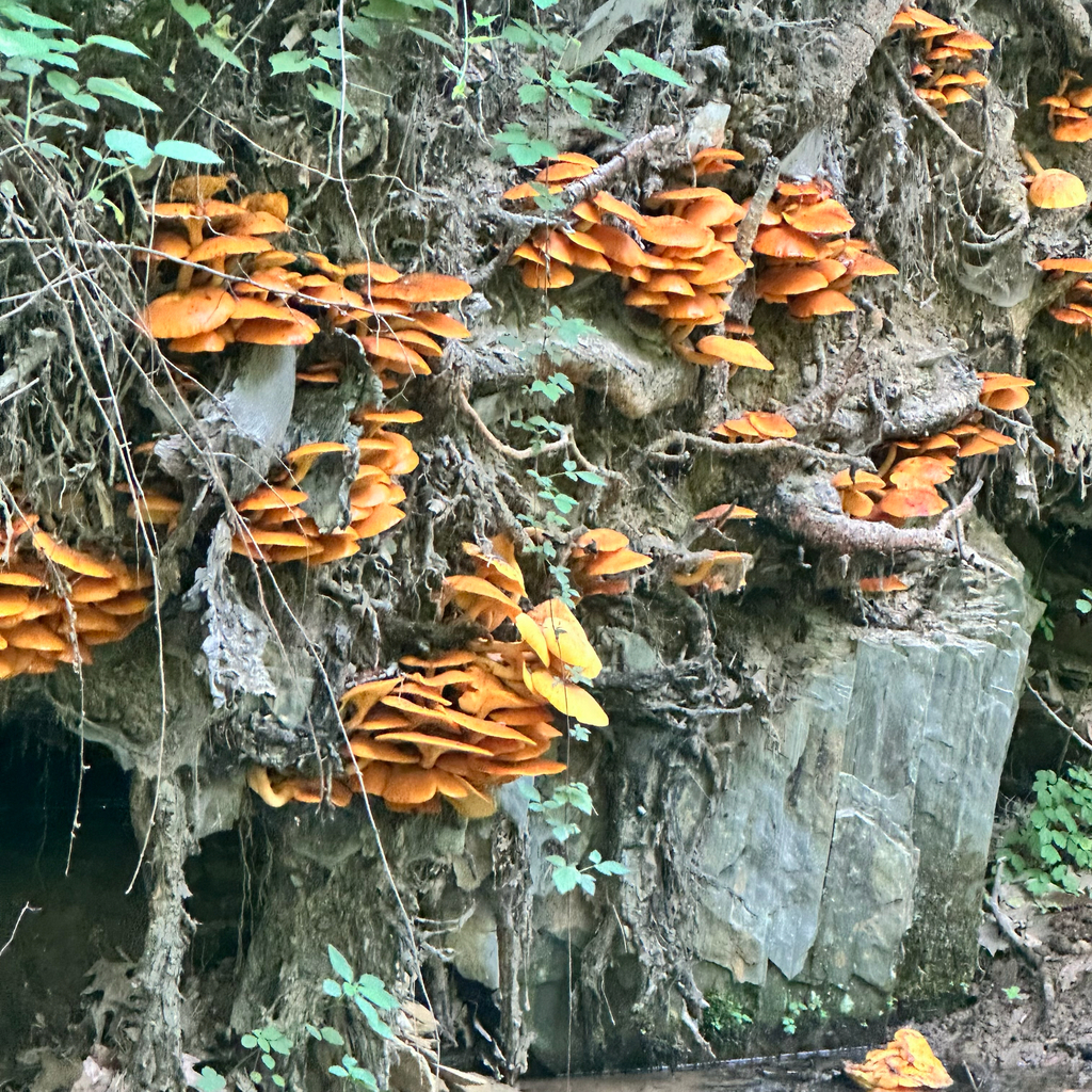 Eastern American jack-o'-lantern · July 2026 · photo: Photo: (c) Christa Billias, some rights reserved (CC BY) · iNaturalist