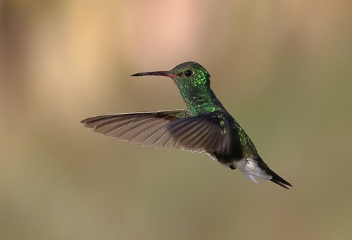Glittering-throated Emerald