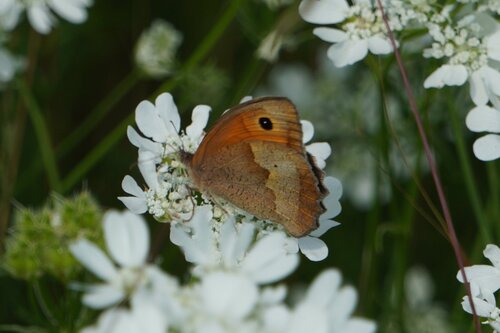 Meadow Brown