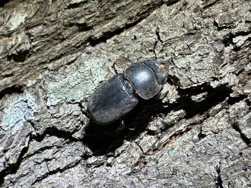 Lesser Stag Beetle