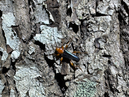 Tanbark Borer