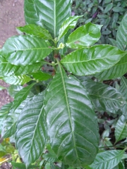 Psychotria carthagenensis