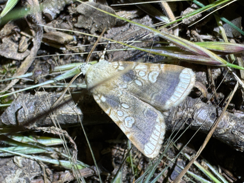 Heart Moth