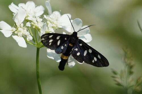 Nine-spotted Moth