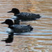 Loons - Photo (c) Anita, some rights reserved (CC BY-NC)