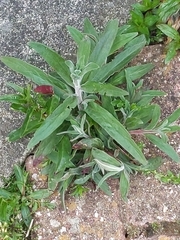 Erysimum × cheiri