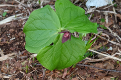 Trillium apetalon