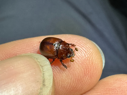 horned dor beetle