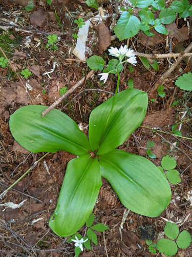 Clintonia udensis, photograph 3
