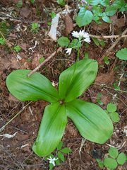 Clintonia udensis, photograph (c) Kristof Zyskowski, some rights reserved (CC BY)