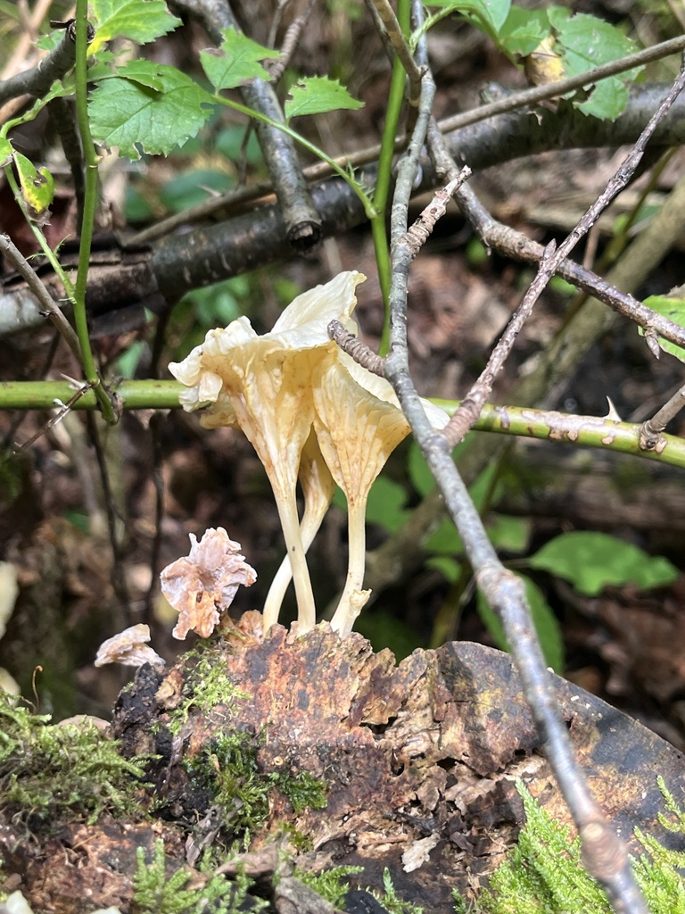 golden-gilled gerronema · July 2026 · photo: Photo: no rights reserved · iNaturalist