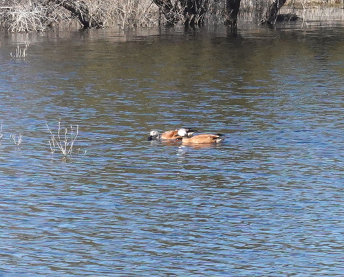 iNaturalist image