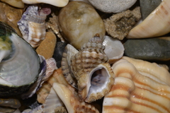 Turritriton labiosus