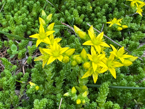 Biting Stonecrop