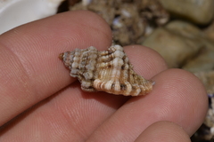 Turritriton labiosus