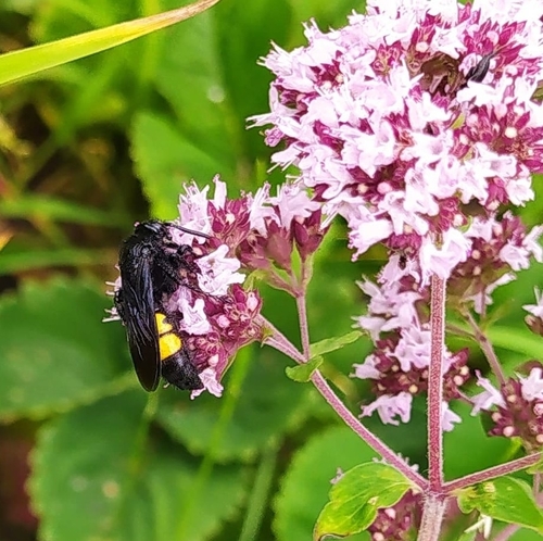 Scolia hirta