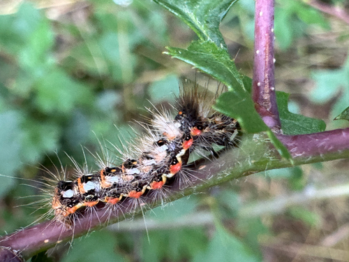Knot Grass Moth
