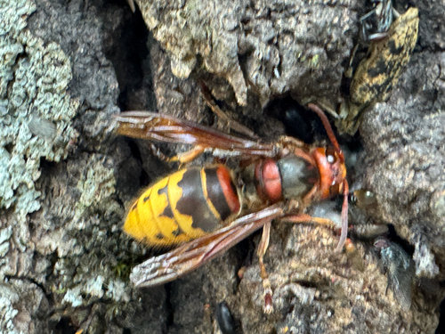 European Hornet