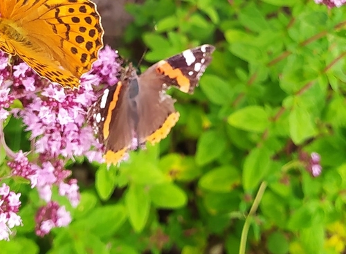 Red Admiral