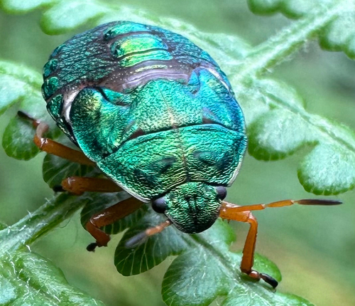 Bracken Stink Bug