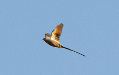 Urocolius indicus indicus