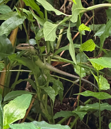 Senegal Mabuya