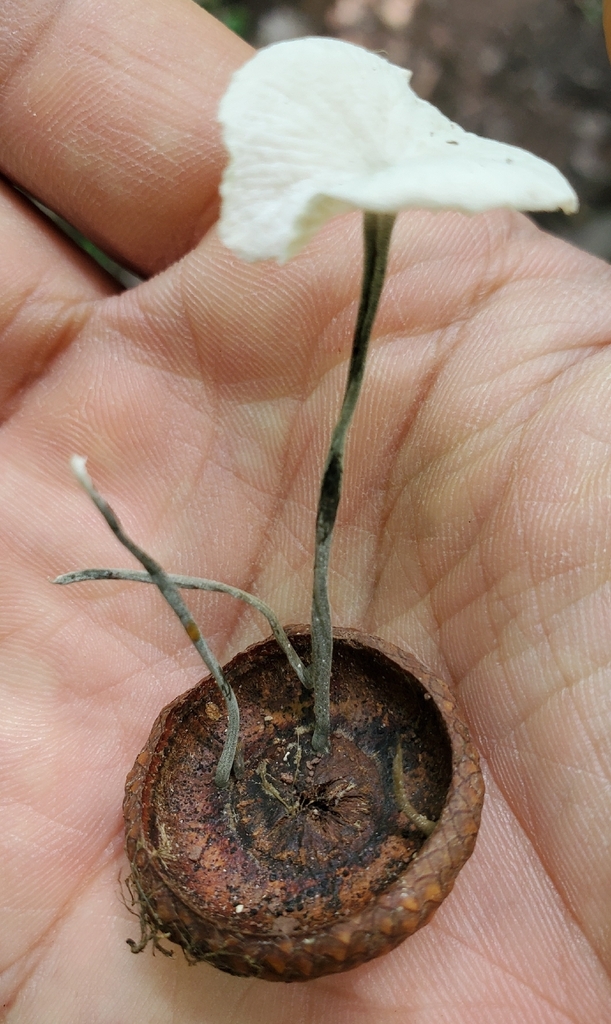 Black-stalked Marasmius · July 2026 · photo: Photo: no rights reserved · iNaturalist
