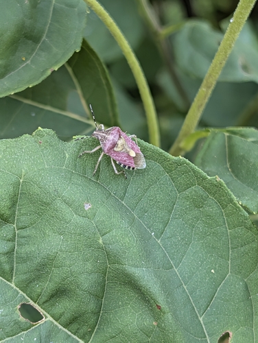Sloe Bug