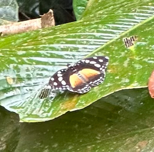 Forest Glade Nymph