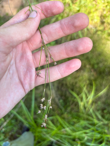 Juncus acuminatus, photograph 1